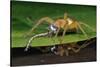 Six-Spotted Fishing Spider Eating Damselfly-Joe McDonald-Stretched Canvas