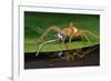 Six-Spotted Fishing Spider Eating Damselfly-Joe McDonald-Framed Photographic Print