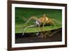 Six-Spotted Fishing Spider Eating Damselfly-Joe McDonald-Framed Photographic Print
