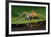 Six-Spotted Fishing Spider Eating Damselfly-Joe McDonald-Framed Photographic Print