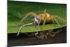 Six-Spotted Fishing Spider Eating Damselfly-Joe McDonald-Mounted Photographic Print