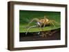 Six-Spotted Fishing Spider Eating Damselfly-Joe McDonald-Framed Photographic Print