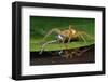 Six-Spotted Fishing Spider Eating Damselfly-Joe McDonald-Framed Photographic Print