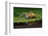 Six-Spotted Fishing Spider Eating Damselfly-Joe McDonald-Framed Photographic Print