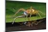 Six-Spotted Fishing Spider Eating Damselfly-Joe McDonald-Mounted Photographic Print