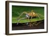 Six-Spotted Fishing Spider Eating Damselfly-Joe McDonald-Framed Photographic Print