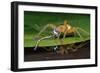 Six-Spotted Fishing Spider Eating Damselfly-Joe McDonald-Framed Photographic Print