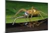 Six-Spotted Fishing Spider Eating Damselfly-Joe McDonald-Mounted Photographic Print