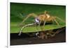 Six-Spotted Fishing Spider Eating Damselfly-Joe McDonald-Framed Photographic Print