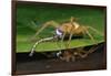 Six-Spotted Fishing Spider Eating Damselfly-Joe McDonald-Framed Photographic Print