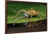 Six-Spotted Fishing Spider Eating Damselfly-Joe McDonald-Framed Photographic Print