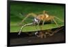 Six-Spotted Fishing Spider Eating Damselfly-Joe McDonald-Framed Photographic Print