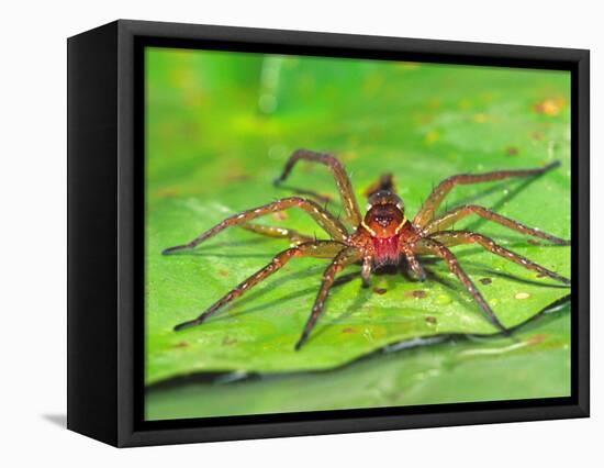 Six Spotted Fishing Spider Feeding on Fly, Pennsylvania, USA-David Northcott-Framed Stretched Canvas