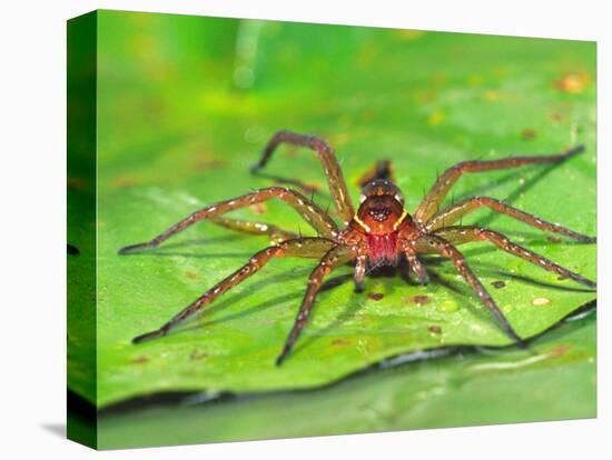 Six Spotted Fishing Spider Feeding on Fly, Pennsylvania, USA-David Northcott-Stretched Canvas