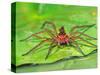 Six Spotted Fishing Spider Feeding on Fly, Pennsylvania, USA-David Northcott-Stretched Canvas