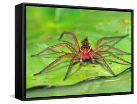Six Spotted Fishing Spider Feeding on Fly, Pennsylvania, USA-David Northcott-Framed Stretched Canvas