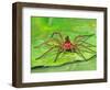 Six Spotted Fishing Spider Feeding on Fly, Pennsylvania, USA-David Northcott-Framed Photographic Print