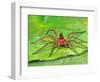 Six Spotted Fishing Spider Feeding on Fly, Pennsylvania, USA-David Northcott-Framed Photographic Print