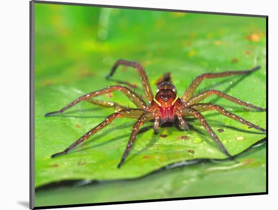 Six Spotted Fishing Spider Feeding on Fly, Pennsylvania, USA-David Northcott-Mounted Photographic Print