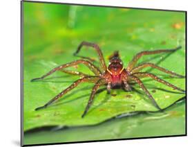 Six Spotted Fishing Spider Feeding on Fly, Pennsylvania, USA-David Northcott-Mounted Photographic Print