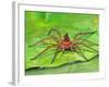 Six Spotted Fishing Spider Feeding on Fly, Pennsylvania, USA-David Northcott-Framed Photographic Print