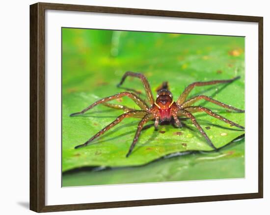 Six Spotted Fishing Spider Feeding on Fly, Pennsylvania, USA-David Northcott-Framed Photographic Print