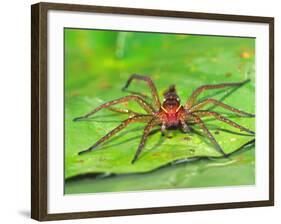 Six Spotted Fishing Spider Feeding on Fly, Pennsylvania, USA-David Northcott-Framed Photographic Print