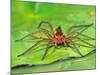 Six Spotted Fishing Spider Feeding on Fly, Pennsylvania, USA-David Northcott-Mounted Photographic Print