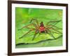 Six Spotted Fishing Spider Feeding on Fly, Pennsylvania, USA-David Northcott-Framed Photographic Print