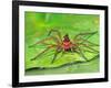 Six Spotted Fishing Spider Feeding on Fly, Pennsylvania, USA-David Northcott-Framed Photographic Print