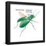 Six-Spotted Green Tiger Beetle (Cicindela Sexguttata), Insects, Biology-Encyclopaedia Britannica-Framed Poster