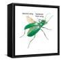 Six-Spotted Green Tiger Beetle (Cicindela Sexguttata), Insects, Biology-Encyclopaedia Britannica-Framed Stretched Canvas