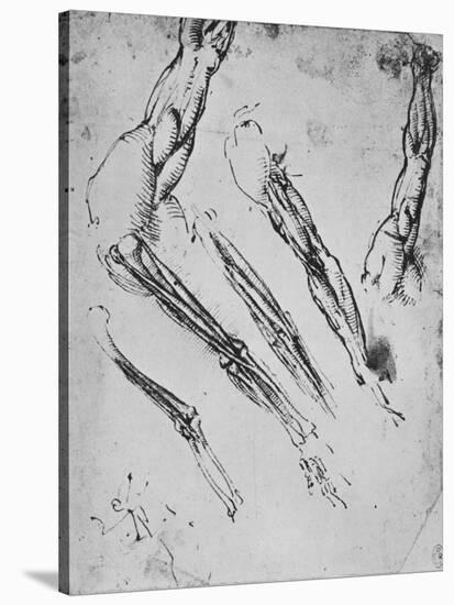 'Six Studies of an Arm Showing in Three Cases the Bones', c1480 (1945)-Leonardo Da Vinci-Stretched Canvas