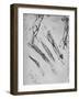 'Six Studies of an Arm Showing in Three Cases the Bones', c1480 (1945)-Leonardo Da Vinci-Framed Giclee Print