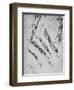 'Six Studies of an Arm Showing in Three Cases the Bones', c1480 (1945)-Leonardo Da Vinci-Framed Premium Giclee Print
