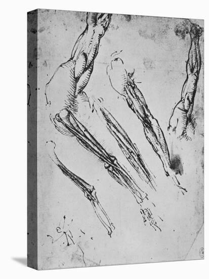 'Six Studies of an Arm Showing in Three Cases the Bones', c1480 (1945)-Leonardo Da Vinci-Stretched Canvas