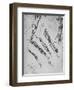 'Six Studies of an Arm Showing in Three Cases the Bones', c1480 (1945)-Leonardo Da Vinci-Framed Giclee Print