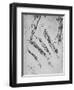 'Six Studies of an Arm Showing in Three Cases the Bones', c1480 (1945)-Leonardo Da Vinci-Framed Giclee Print