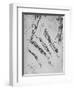 'Six Studies of an Arm Showing in Three Cases the Bones', c1480 (1945)-Leonardo Da Vinci-Framed Giclee Print