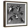 Six Studies of Goat Heads-Nicolaes Pietersz. Berchem-Framed Giclee Print