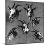 Six Studies of Goat Heads-Nicolaes Pietersz. Berchem-Mounted Giclee Print