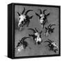 Six Studies of Goat Heads-Nicolaes Pietersz. Berchem-Framed Stretched Canvas