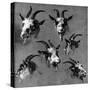 Six Studies of Goat Heads-Nicolaes Pietersz. Berchem-Stretched Canvas