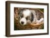 Six-Week-Old Blue Merril Australian Shepherd Puppy Curled Up in a Wicker Basket-Cynthia Classen-Framed Photographic Print