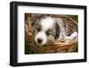 Six-Week-Old Blue Merril Australian Shepherd Puppy Curled Up in a Wicker Basket-Cynthia Classen-Framed Photographic Print