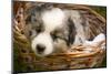 Six-Week-Old Blue Merril Australian Shepherd Puppy Curled Up in a Wicker Basket-Cynthia Classen-Mounted Photographic Print