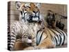 Six-Year-Old Bengal Tigress Rosi-null-Stretched Canvas