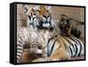 Six-Year-Old Bengal Tigress Rosi-null-Framed Stretched Canvas