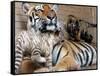 Six-Year-Old Bengal Tigress Rosi-null-Framed Stretched Canvas