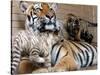 Six-Year-Old Bengal Tigress Rosi-null-Stretched Canvas